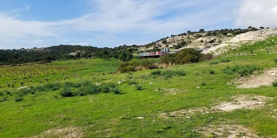 Agios Konstantinos and Eleni Church (Ruins) in Alektora Village