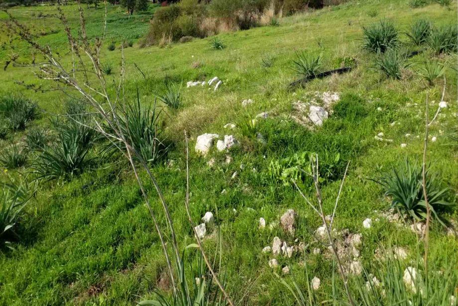 Εκκλησία Αγίου Κωνσταντίνου και Ελένης (Ερείπια) στο χωριό Αλέκτορα